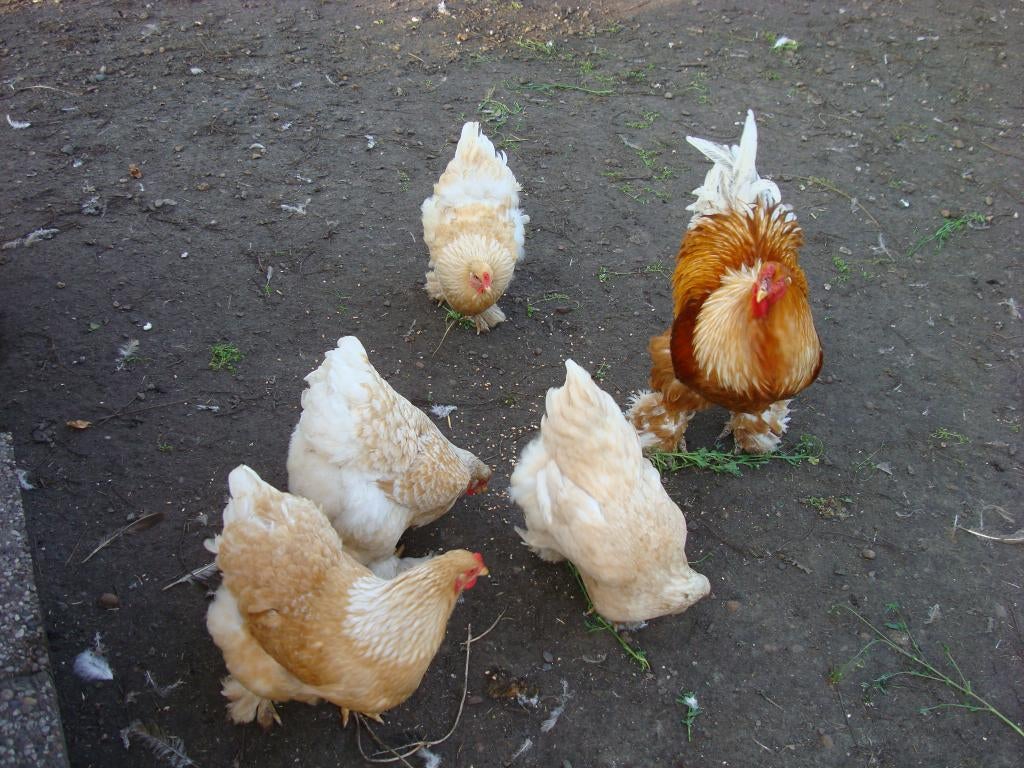 brahma broedeieren, Dieren en Toebehoren, Pluimvee, Kip, Geslacht onbekend
