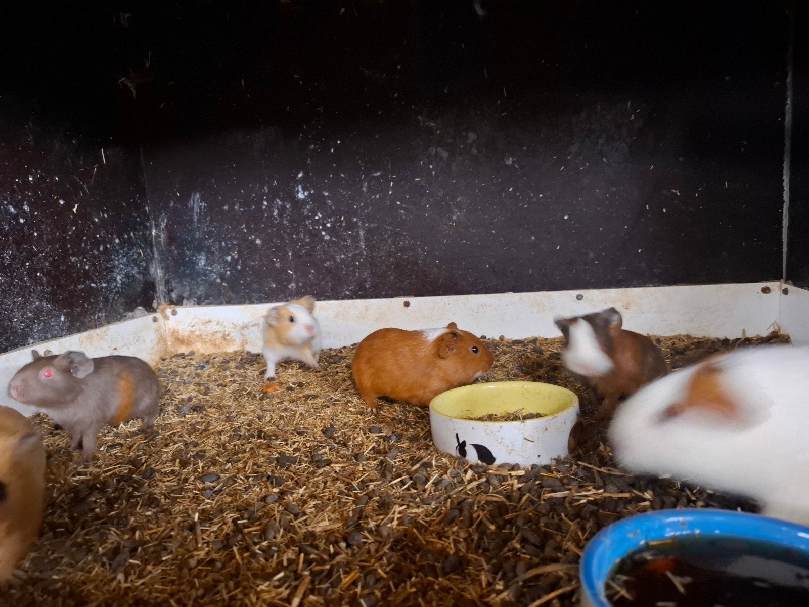 Mooie jonge cavia's in verschillende kleuren, Dieren en Toebehoren, Knaagdieren, Cavia, April, Meerdere dieren, Tam
