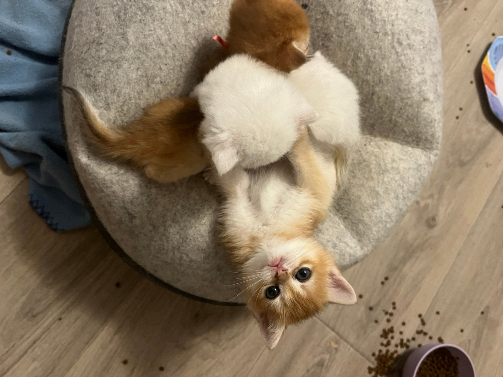 Britse korthaar golden en silver shaded kittens te koop, Dieren en Toebehoren, Meerdere dieren, Ontwormd, 0 tot 2 jaar