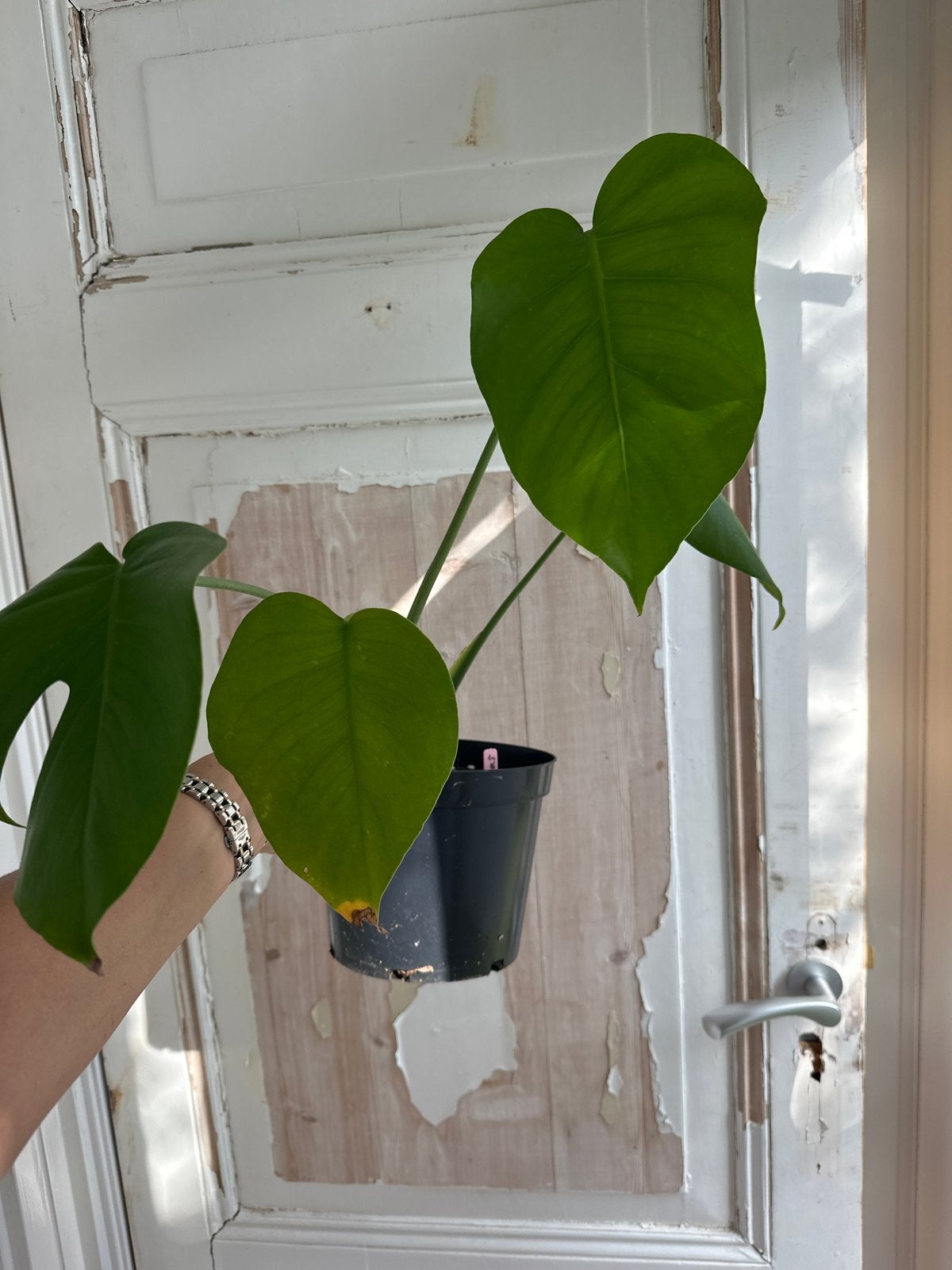 Monstera sport stek met potentieel voor variegata, Ophalen of Verzenden