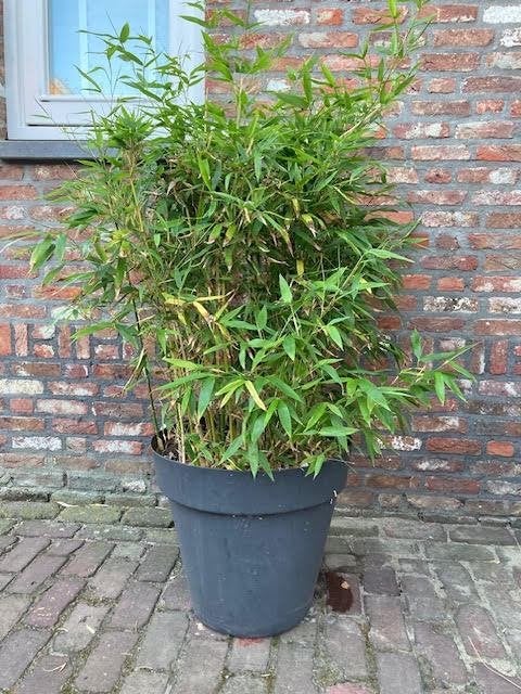 Bamboe, Tuin en Terras, Planten | Tuinplanten, Vaste plant, Bloeit niet, Halfschaduw, Ophalen
