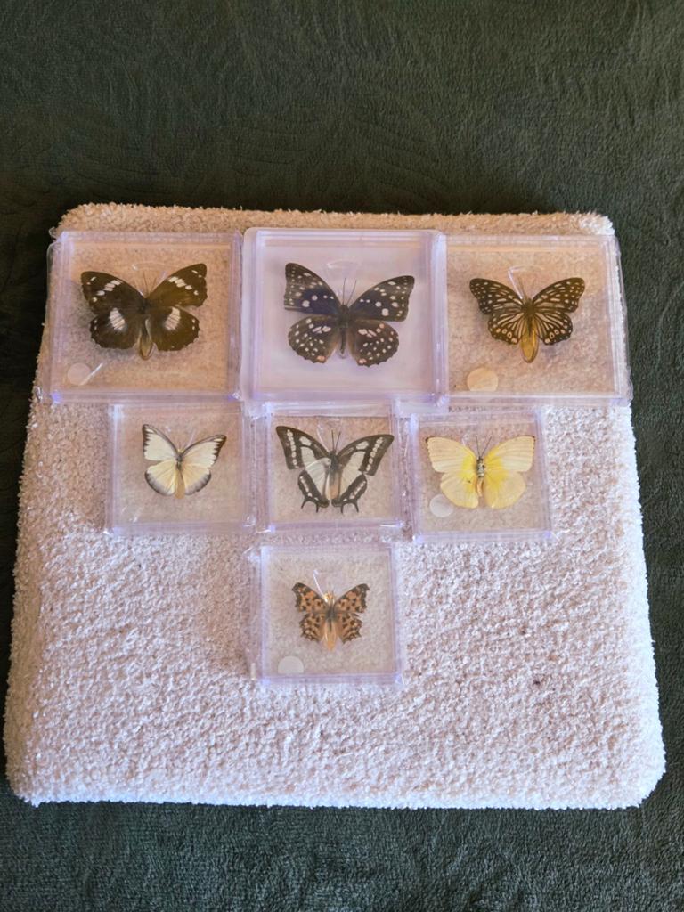 Echt Taxidermie Vlinder Frame - Set van 7 Echte Vlinders, Ophalen of Verzenden