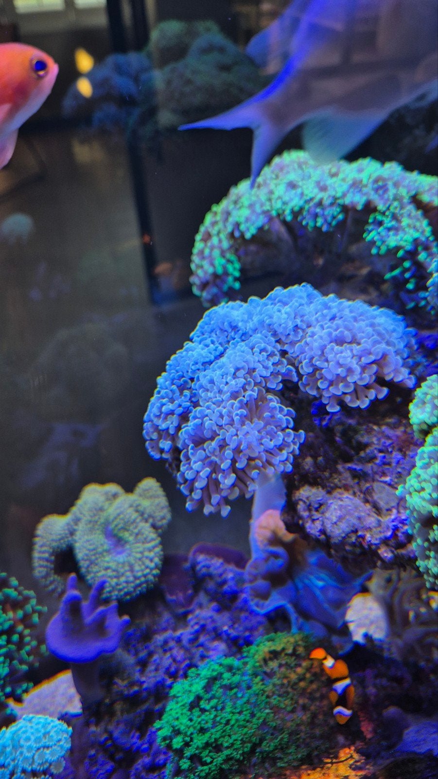Hoge kwaliteit witte hamerkoraal 4 koppen, Dieren en Toebehoren, Vissen | Aquariumvissen, Vis