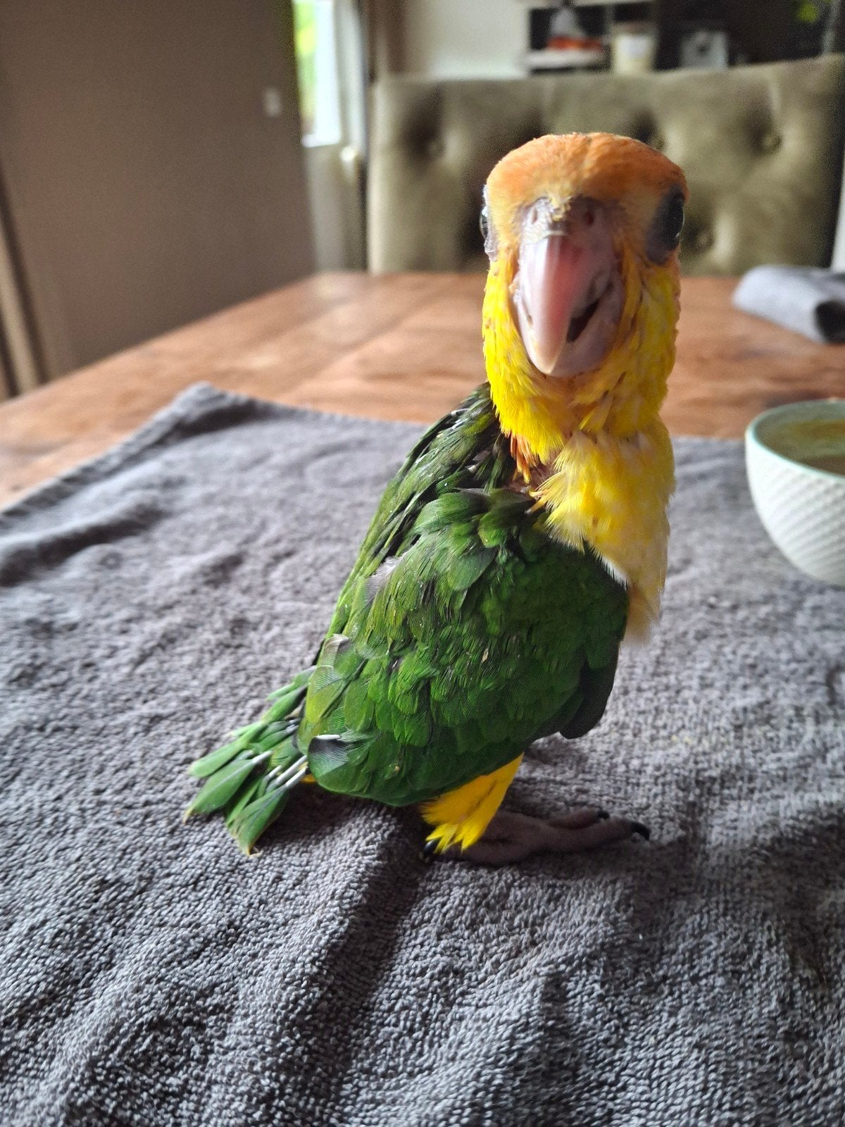 Te koop; witbuikcaique, Dieren en Toebehoren, Vogels | Parkieten en Papegaaien, Meerdere dieren, Parkiet, Geringd