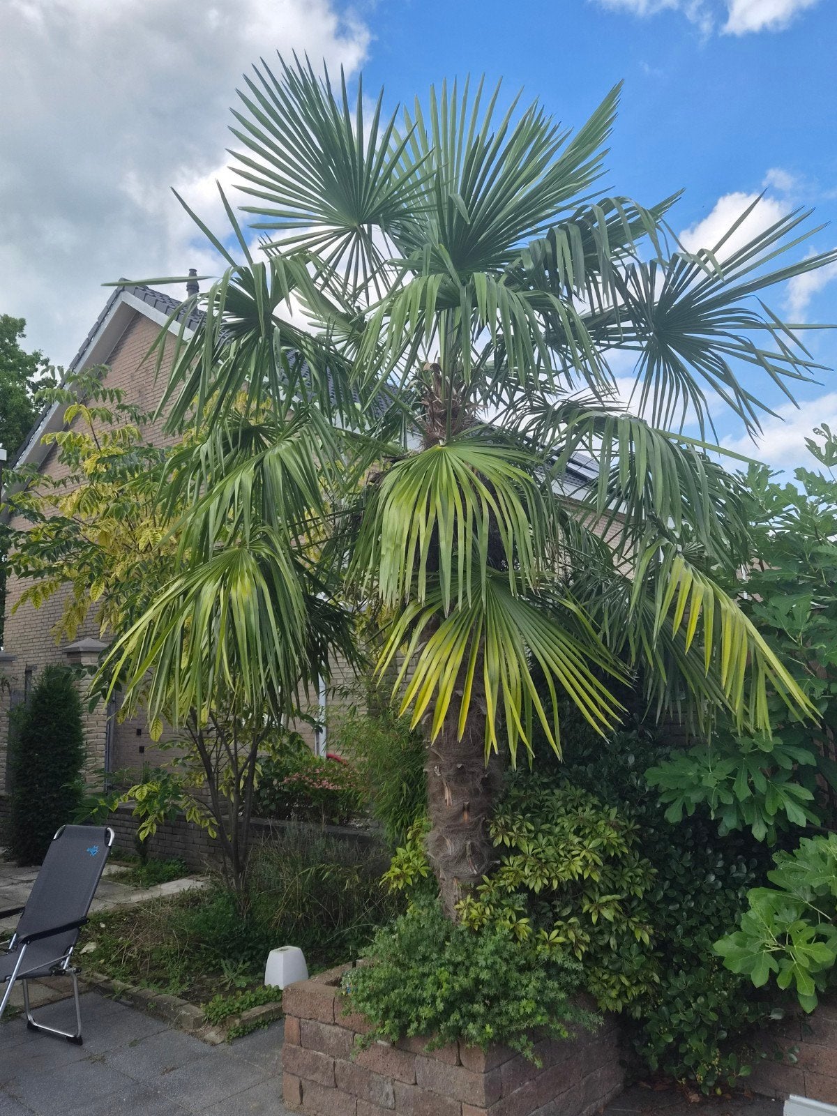 Grote Palmboom - Stam 2.30m hoog, 100 tot 250 cm, Zomer, Palmboom, Ophalen