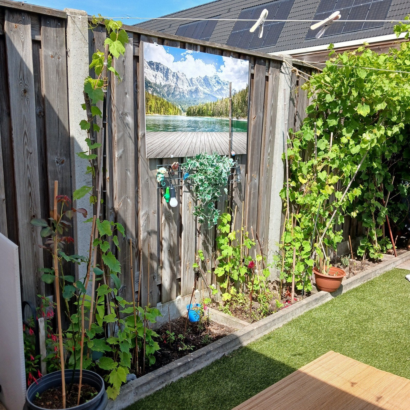 Druivenplanten - Diverse soorten, Tuin en Terras, Volle zon, Vaste plant, Ophalen of Verzenden, Klimplanten