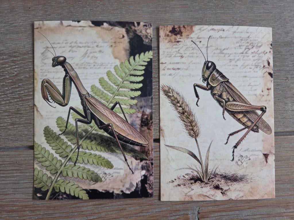 INSECTEN 4, Ophalen, Paard