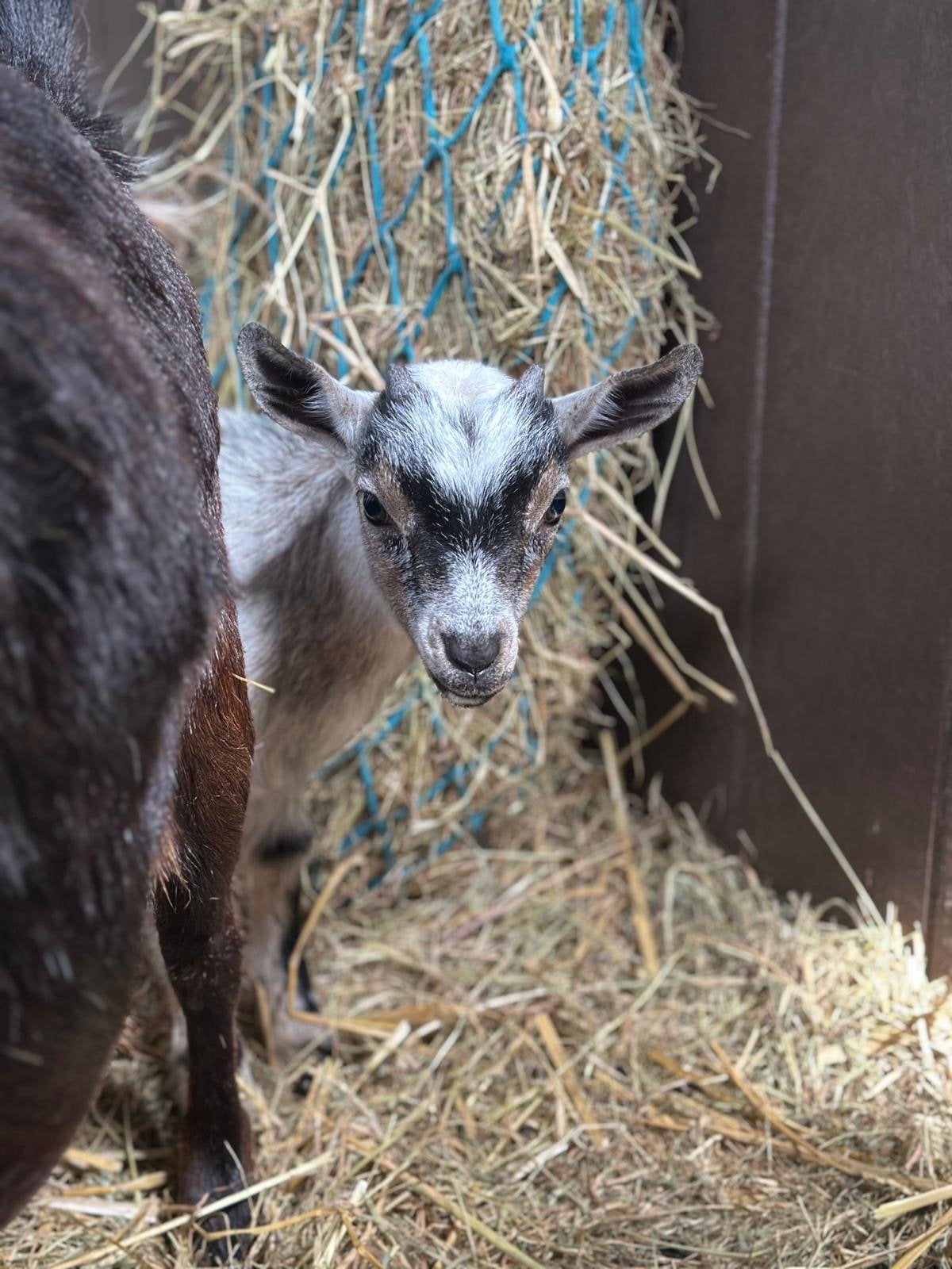 Lief dwerggeit bokje, Dieren en Toebehoren, Mannelijk, Geit, 0 tot 2 jaar