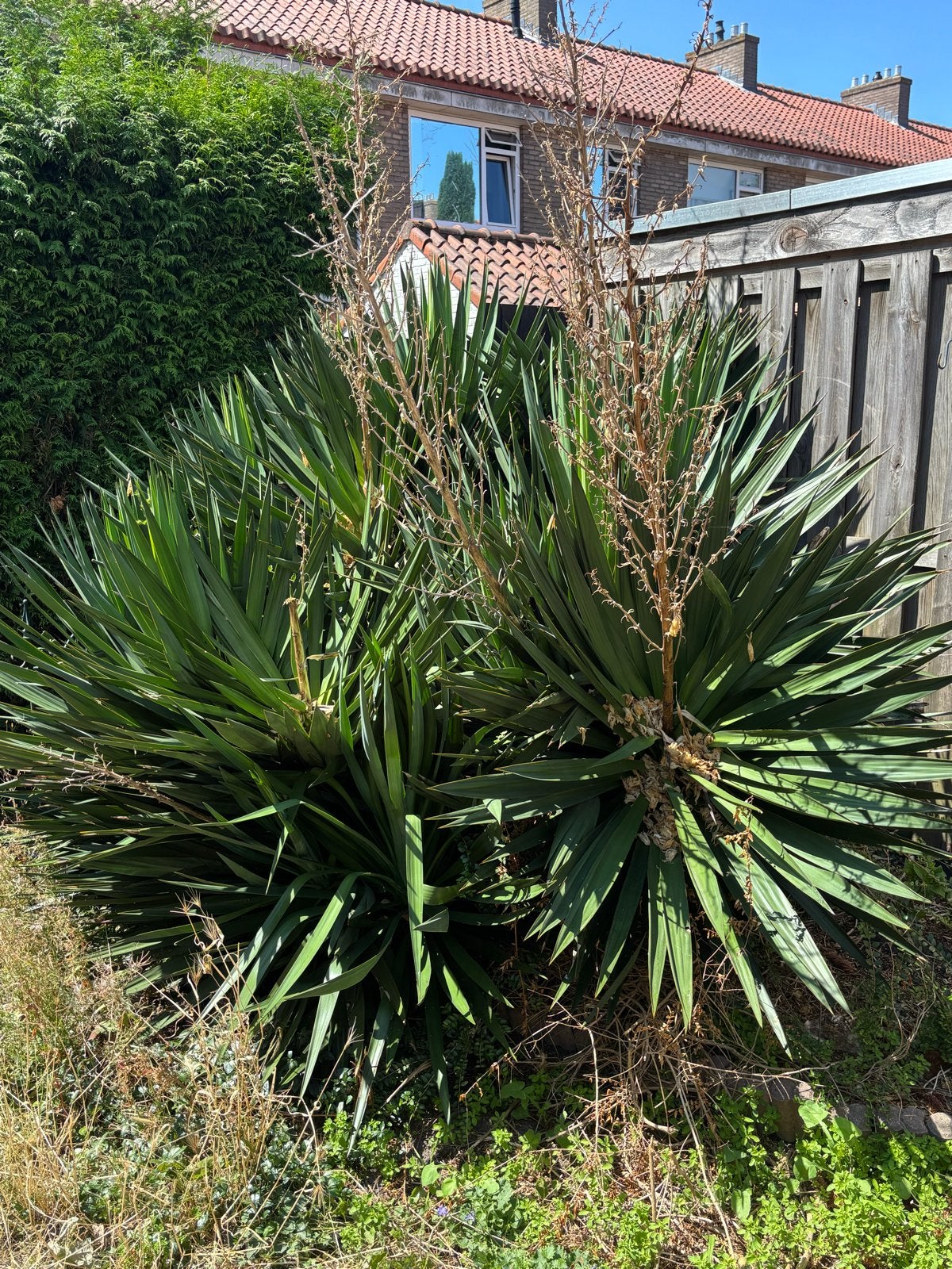 Grote Yucca plant - 100,- Zelf verwijderen, Tuin en Terras, Planten | Tuinplanten, Volle zon, Vaste plant, Zomer, Ophalen