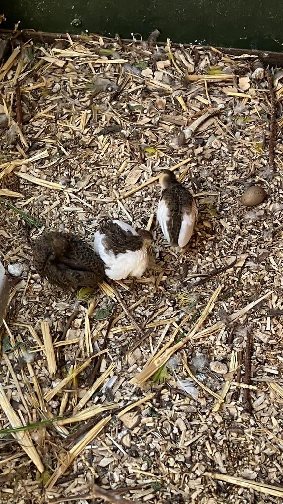 Jonge kwartels, Dieren en Toebehoren, Pluimvee, Meerdere dieren, Overige soorten