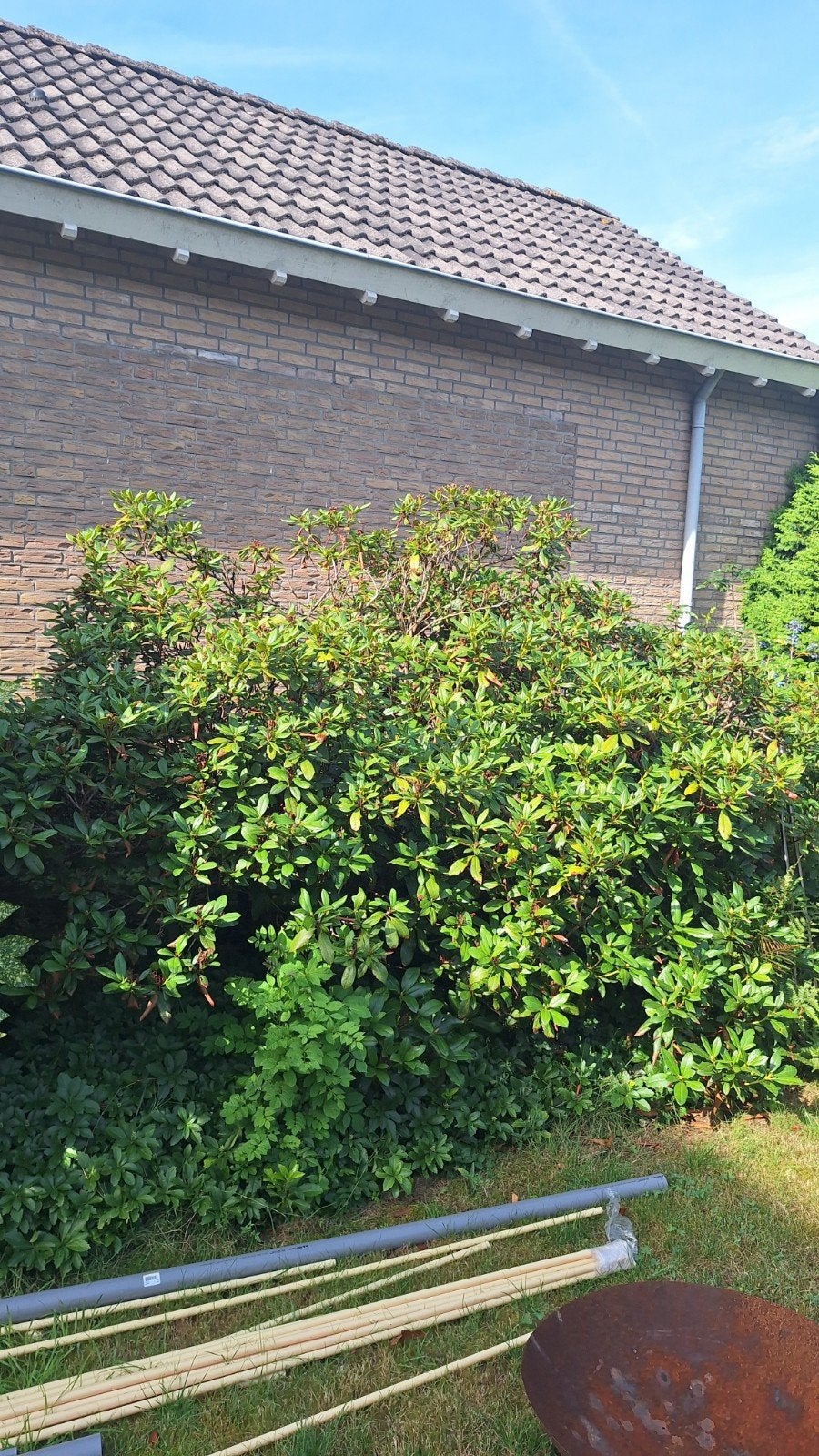 Volwassen struiken gratis af te halen, Ophalen