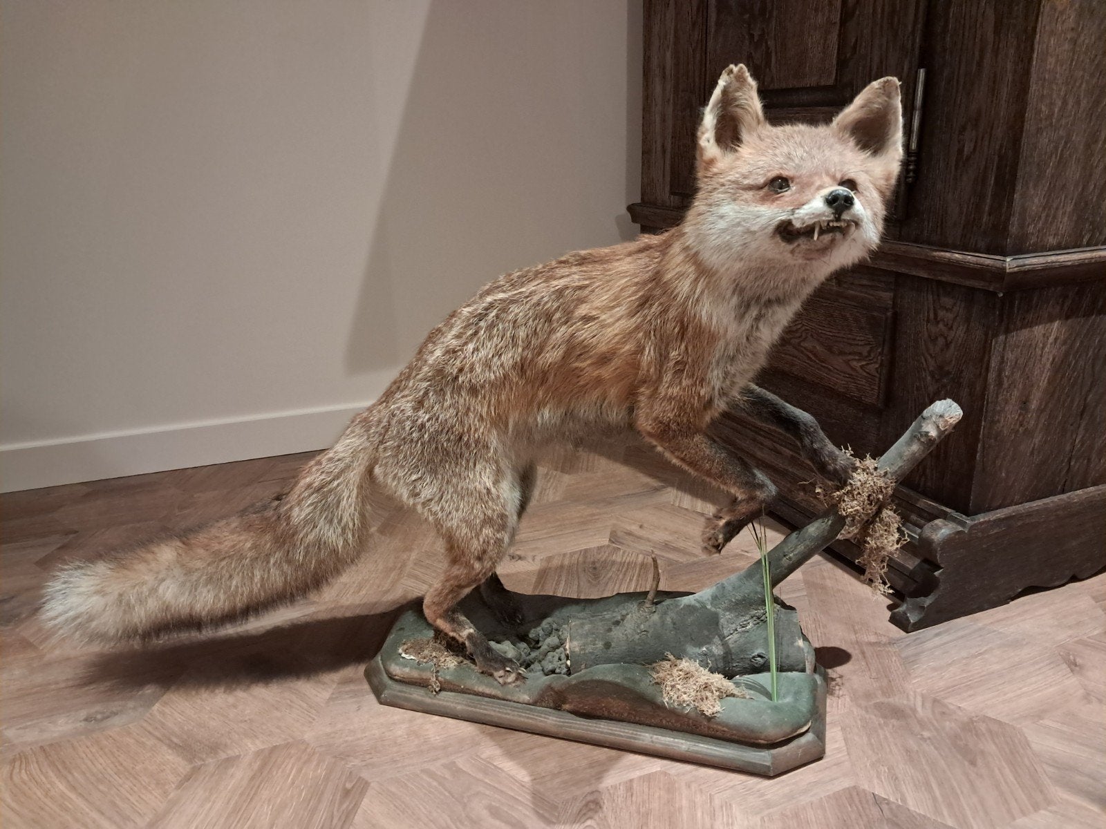 Opgezette vos, Ophalen of Verzenden, Gebruikt, Wild dier, Opgezet dier