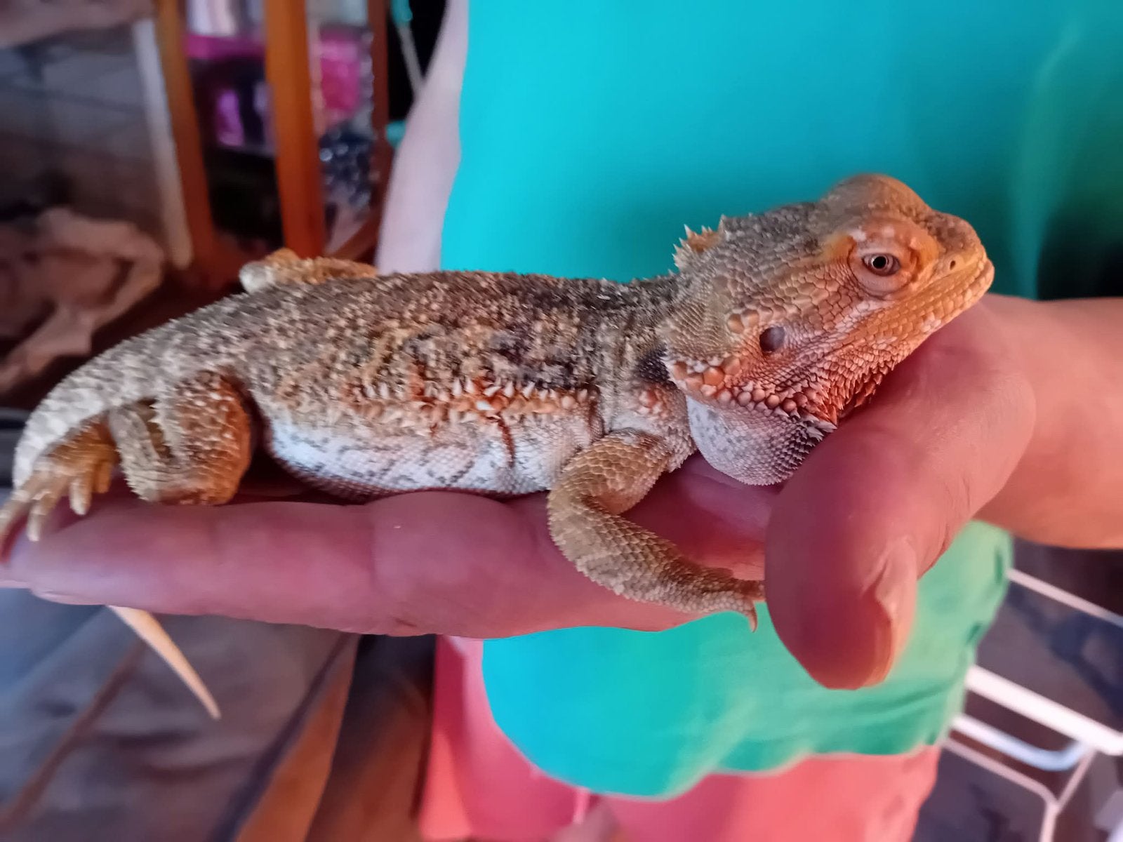 Lieve baardagaam Bearded Dragon photo 2