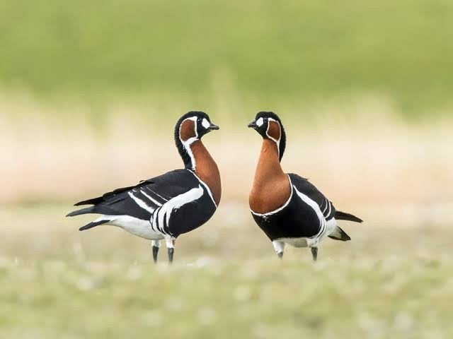 watervogels/siereenden, Dieren en Toebehoren, Pluimvee, Meerdere dieren, Eend