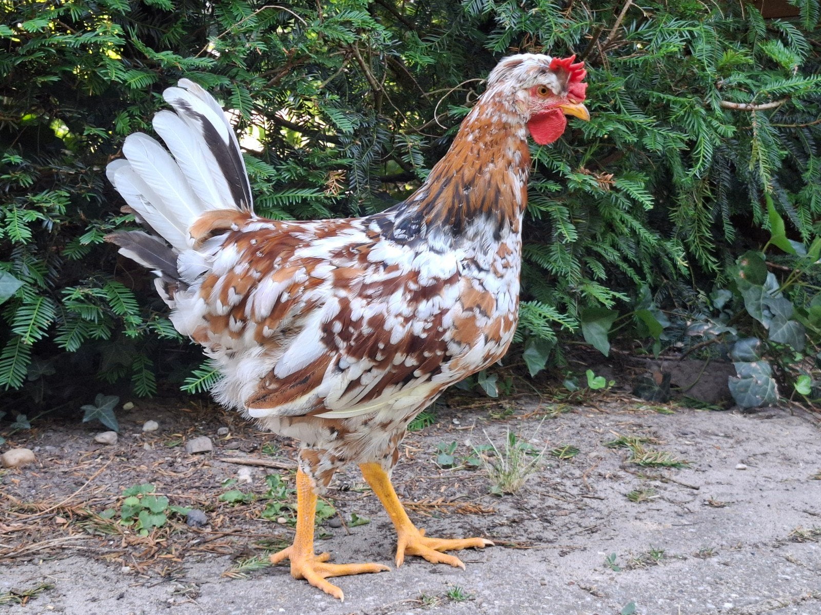 Gratis voor een goed huisje jonge Zweedse bloemkip haan, Dieren en Toebehoren, Pluimvee, Mannelijk, Kip