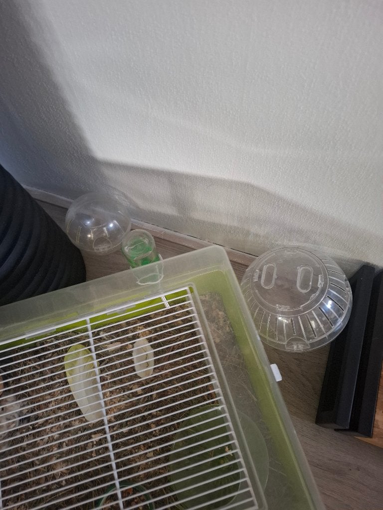 Witte goud hamster, Maart, Mannelijk, Hamster