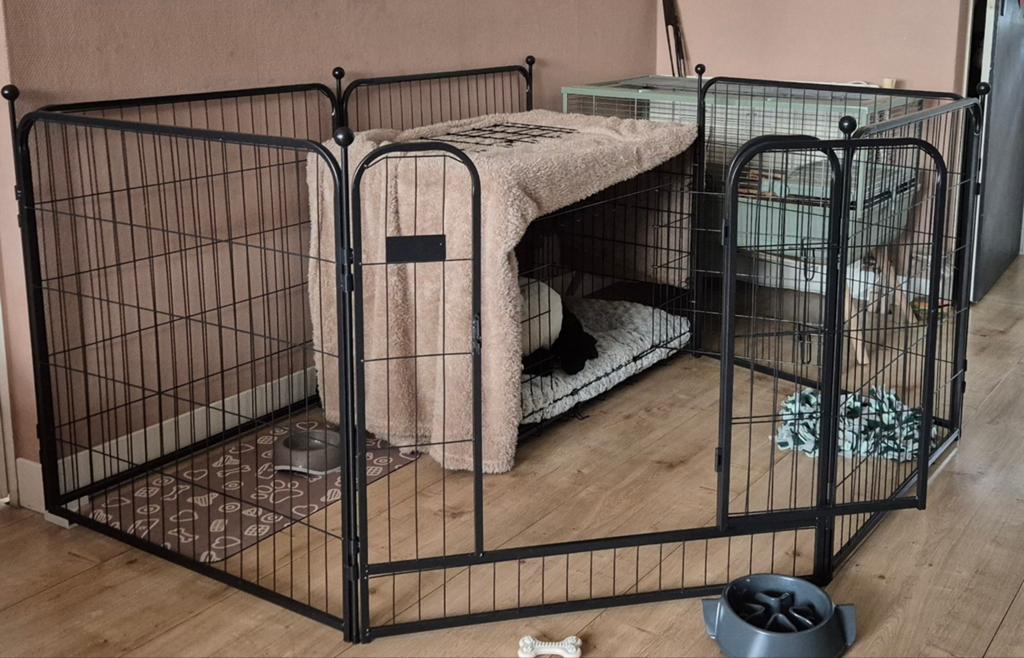 Puppy ren, Dieren en Toebehoren, 110 cm of meer, 65 tot 100 cm, Ophalen of Verzenden, Nieuw