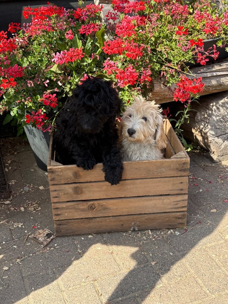 Labradoodle pups, Parvo, Overige rassen, 8 tot 15 weken, Meerdere