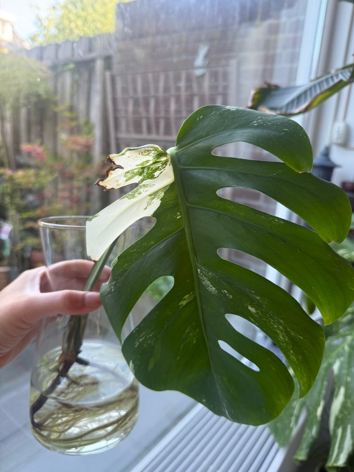 Monstera albo variegata stek, Ophalen, Halfschaduw, Minder dan 100 cm