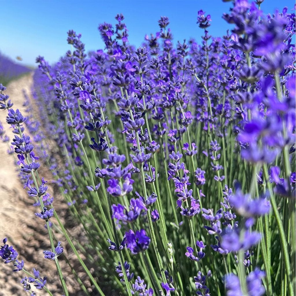 Zak gedroogde lavendel, Verzenden, Nieuw