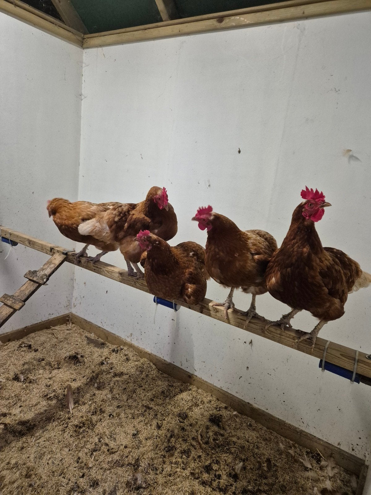 legkippen, Dieren en Toebehoren, Pluimvee | Toebehoren, Ophalen, Overige typen