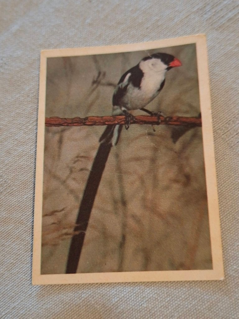 Prentje/Chromo : Dominikaan Weduwe, 1960 tot 1980, Gebruikt, Ophalen of Verzenden, Dier