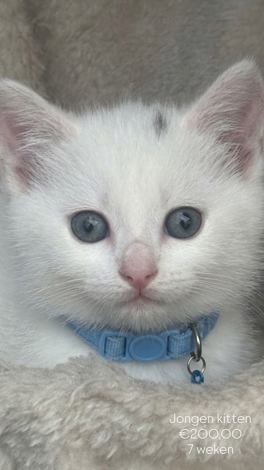 5 KITTENS te koop blauw/roze halsband jongens en meises, Dieren en Toebehoren, Meerdere dieren