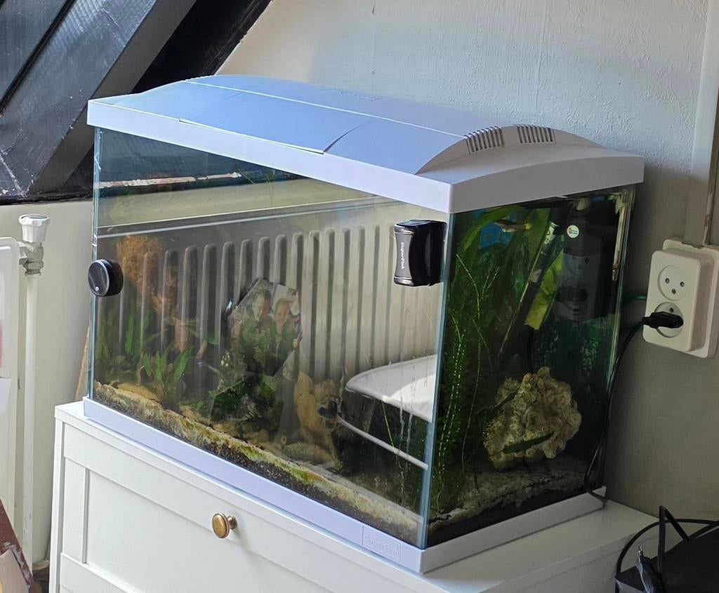 Aquarium 80 cm inclussief alles, Ophalen, Inclusief vissen, Gebruikt, Gevuld zoetwateraquarium