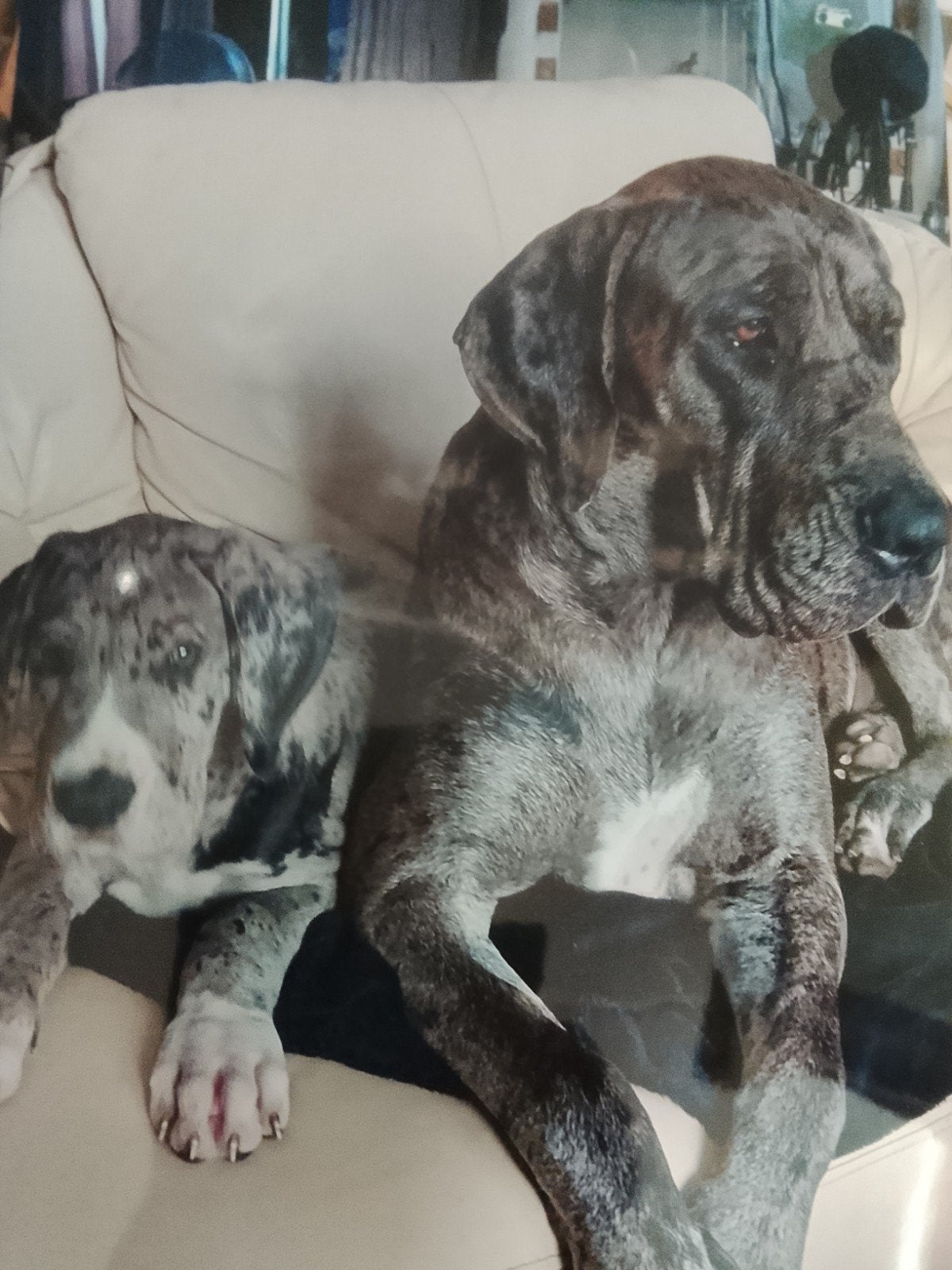 puppies Cane Corso gechipt ontwormd en paspoort, 8 tot 15 weken, Parvo, Meerdere, Meerdere dieren