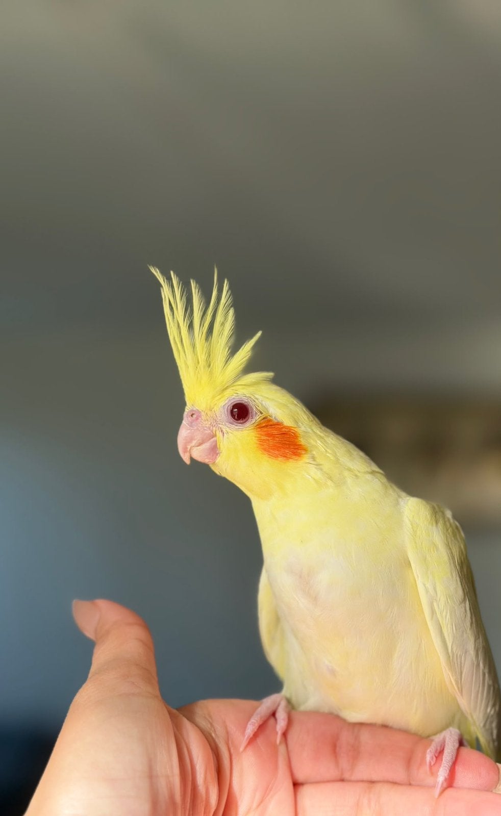 Super tamme baby valkparkiet., Dieren en Toebehoren, Meerdere dieren, Parkiet, Tam
