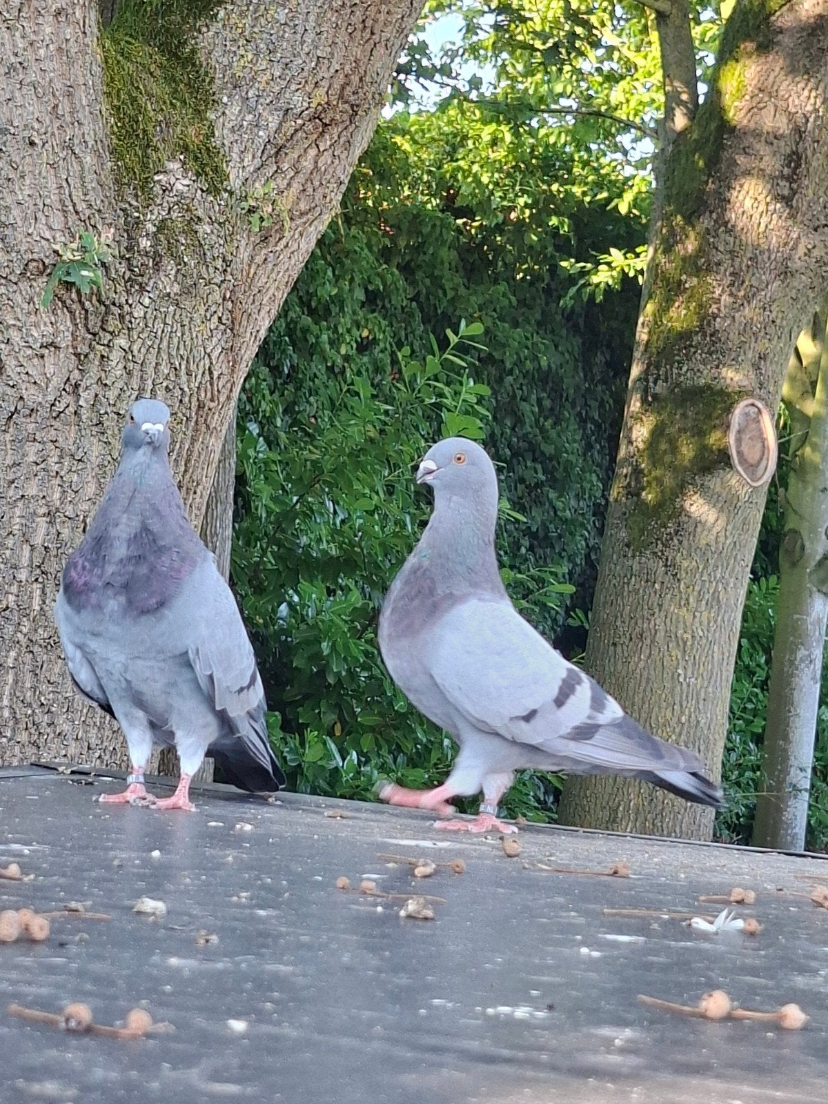 te koop gevraagd klein duivenhok!, Dieren en Toebehoren, Vogels | Duiven, Overige soorten