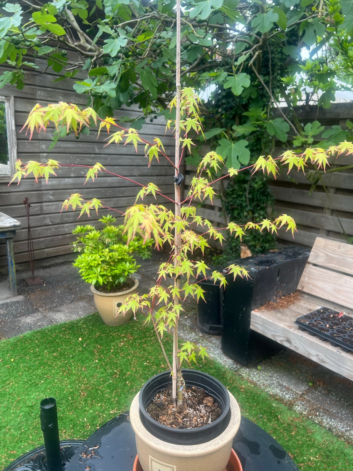 Diverse mooie grote planten wegens tuinverandering, Tuin en Terras, Vaste plant, Ophalen of Verzenden, Halfschaduw, Fruitplanten