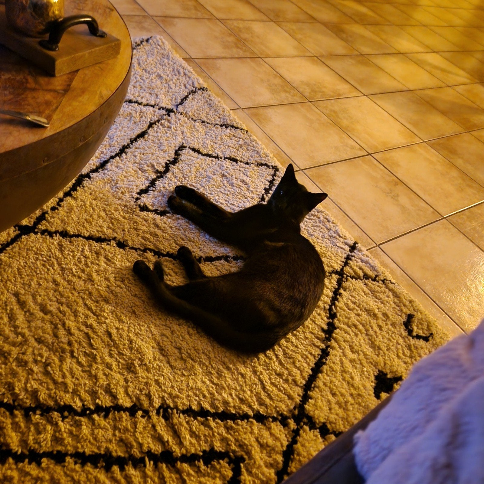 gezocht gouden mandje voor onze lieve kater, Dieren en Toebehoren, Kater, Kortharig, 0 tot 2 jaar