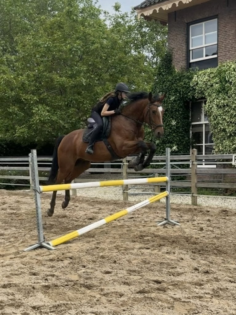 Veelzijdige, lieve ruin van 8 jaar, springgefokt, Dieren en Toebehoren, Springpaard, Ruin, 7 tot 10 jaar, 165 tot 170 cm