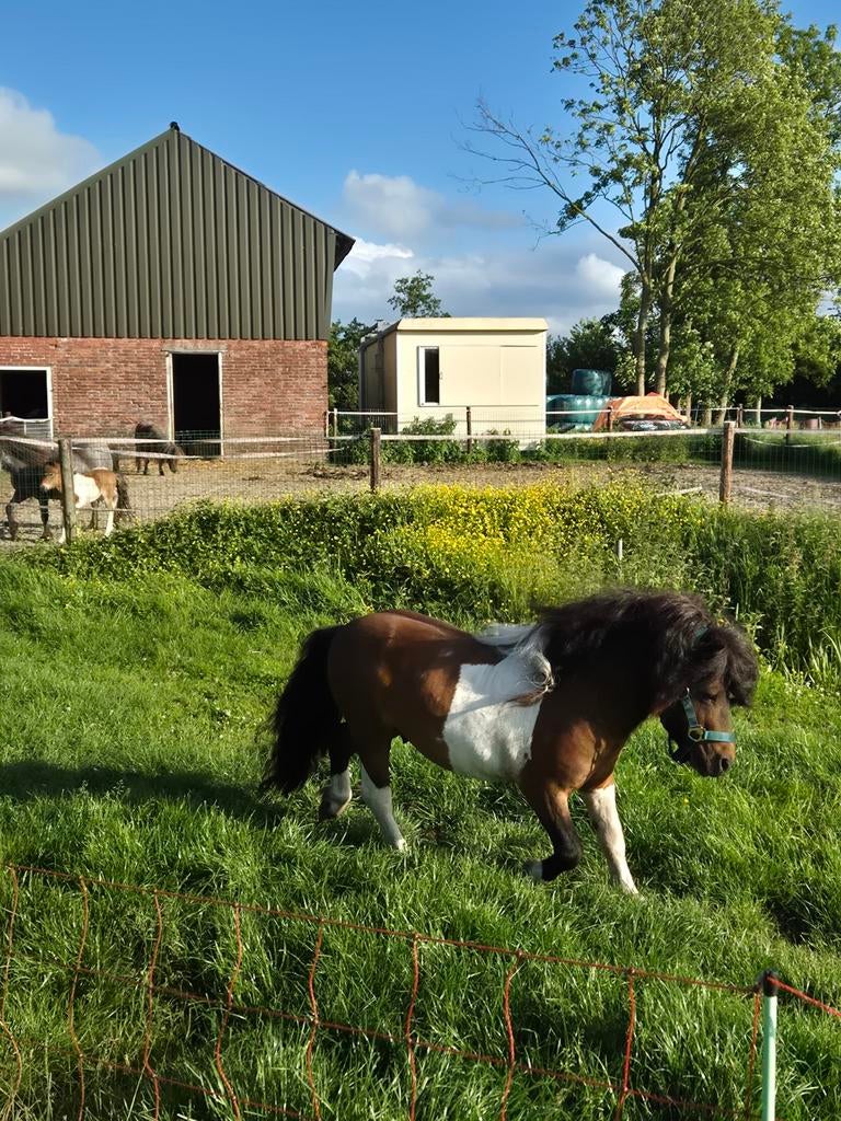 Ter dekking: mooie bruin bonte hengst, Hengst