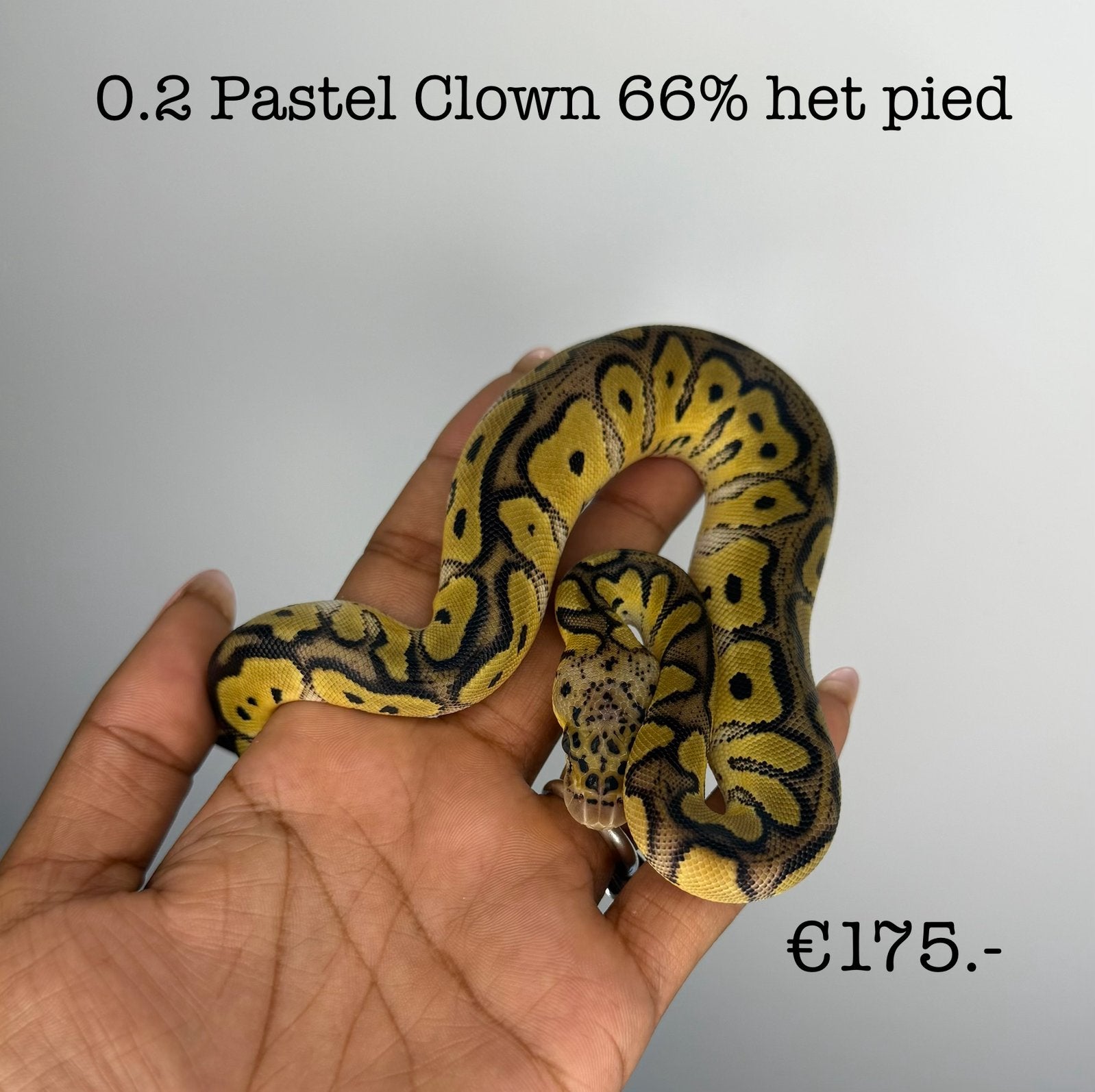 0.1 Pastel Clown 66% het pied NK26 Ball Python - female for sale from Valerie