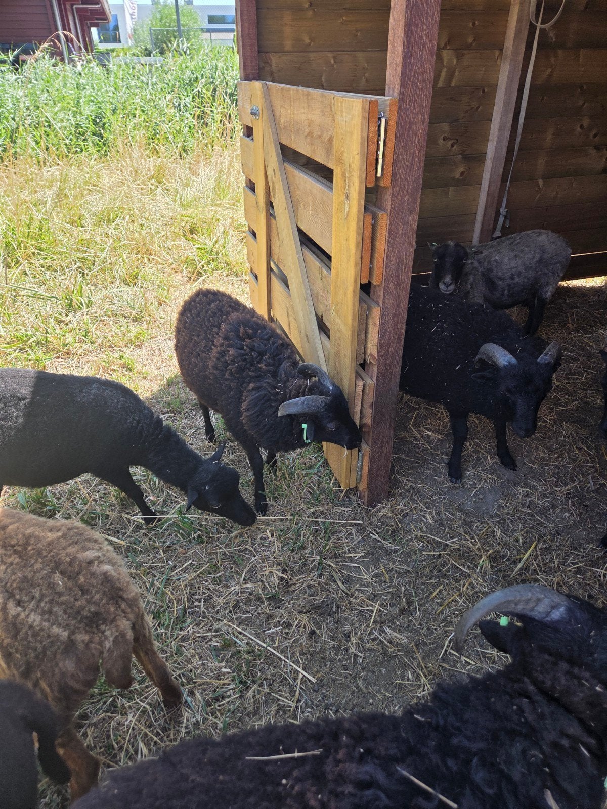 Ouessant rammen zwoeger en scrapie vrij, Dieren en Toebehoren, Mannelijk, Schaap, 0 tot 2 jaar