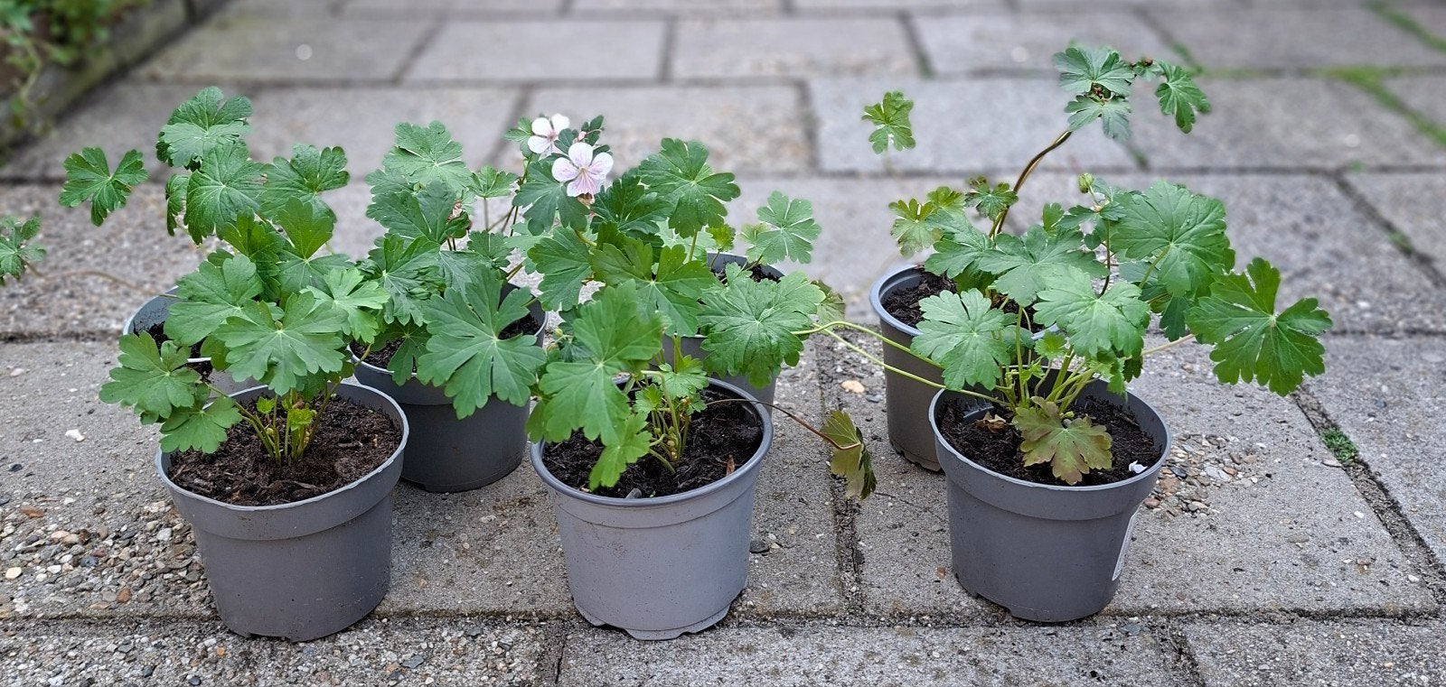 Geraniums Ooievaarsbek, Tuin en Terras, Ophalen, Overige soorten, Volle zon
