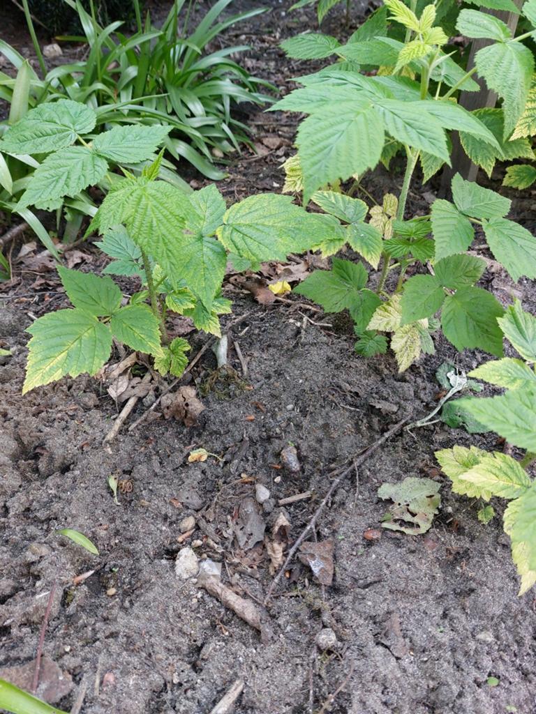 Stekken van framboos. Doorbloeiende soort zomer-herfst, Tuin en Terras, Planten | Tuinplanten, Ophalen, Volle zon, Vaste plant