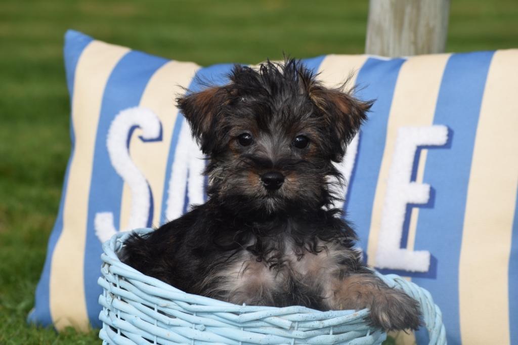 Maltipoo pups verschillende kleuren, 15 weken tot 1 jaar, Buitenland, Parvo, Meerdere