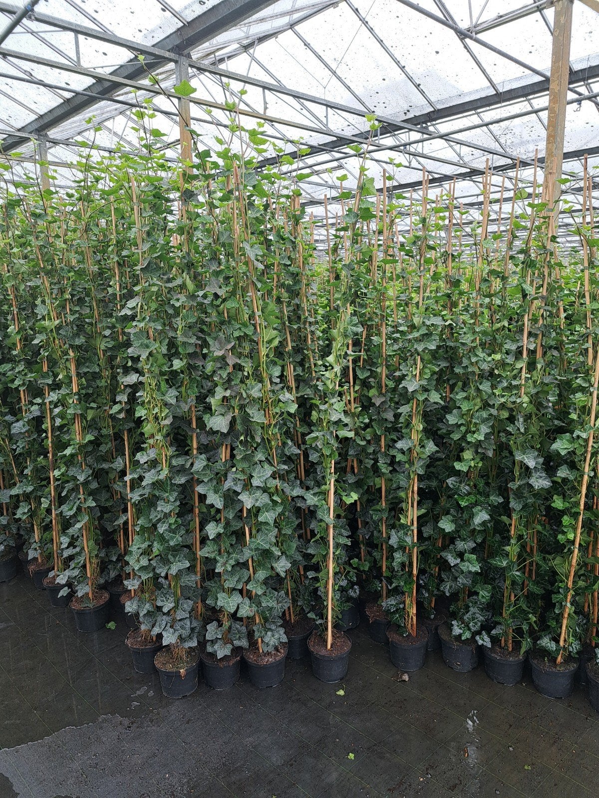 HEDERA HIBERNICA (Klimop), Ophalen, Overige soorten, Haag, 100 tot 250 cm