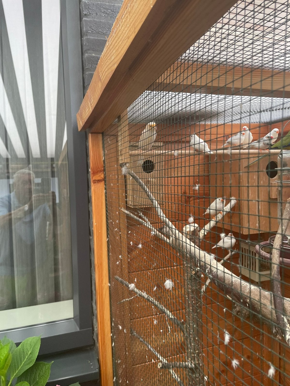 Mankanaries mozaiek, Meerdere dieren