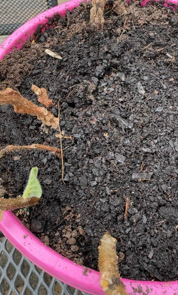 Goud kiwi Nieuw-Zeeland, Ophalen, Volle zon, Vaste plant, Fruitplanten