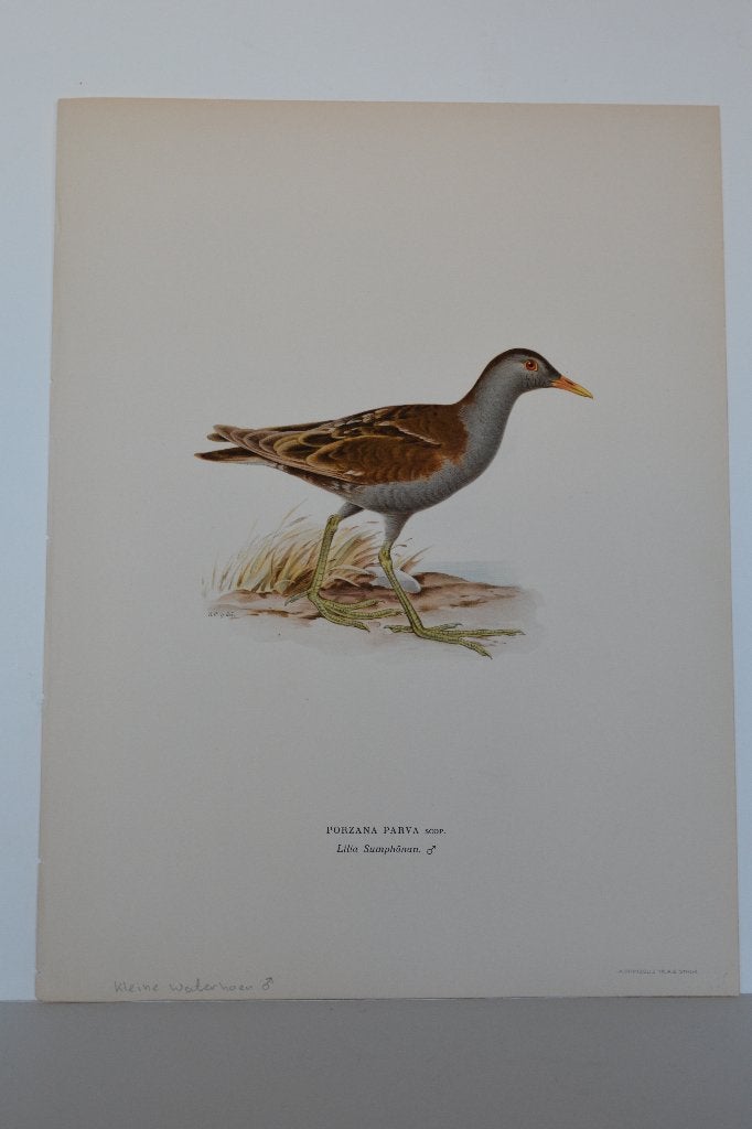 WAATERHOEN KLEINE ORIGINELE VOGEL LITHO "PARZANA PARVA VC7, Antiek en Kunst, Kunst | Etsen en Gravures, Met monogram, Flora en Fauna