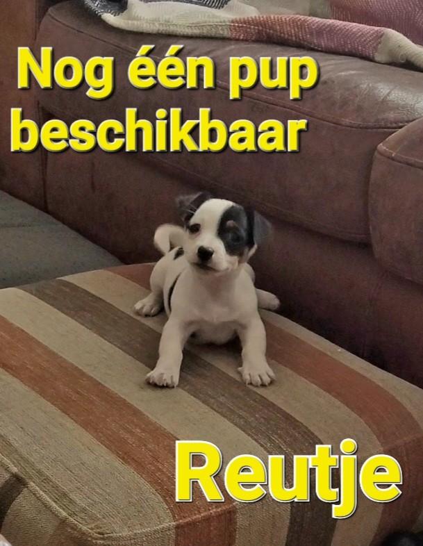 Black & tan en Driekleur Jack Russell / Russel pups, Jack Russell Terriër, 8 tot 15 weken, Meerdere, Meerdere dieren