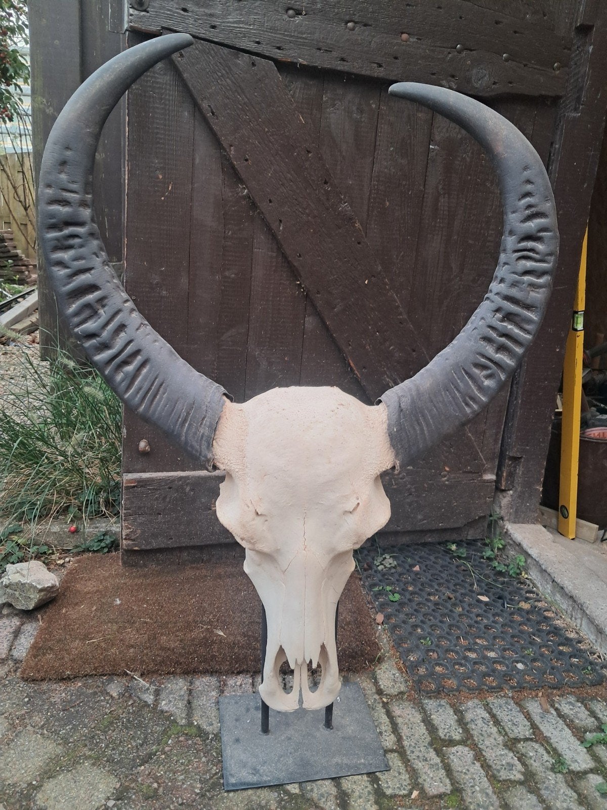 Buffelschedel op ijzeren staander, Ophalen of Verzenden, Gebruikt, Wild dier, Schedel
