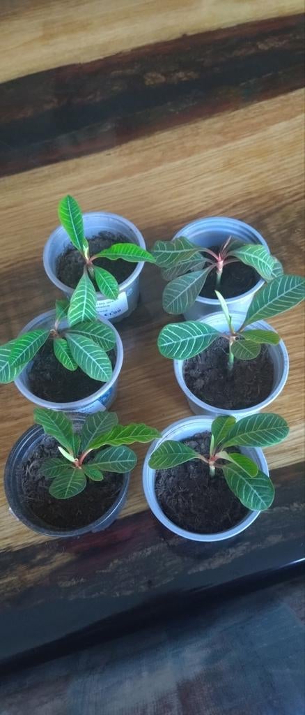 Madagascar Jewel stekjes, Ophalen, Overige soorten, Halfschaduw, In pot