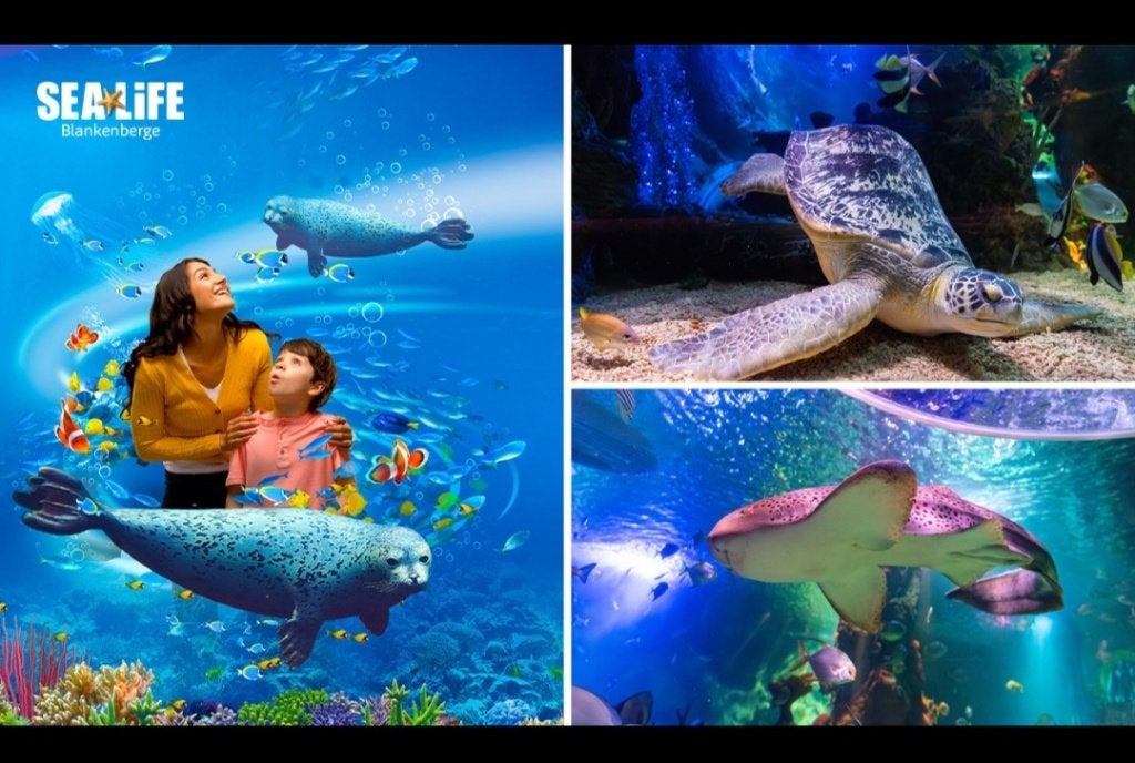 2x ticket Sea Life Blankenberge, Twee personen, Ticket of Toegangskaart