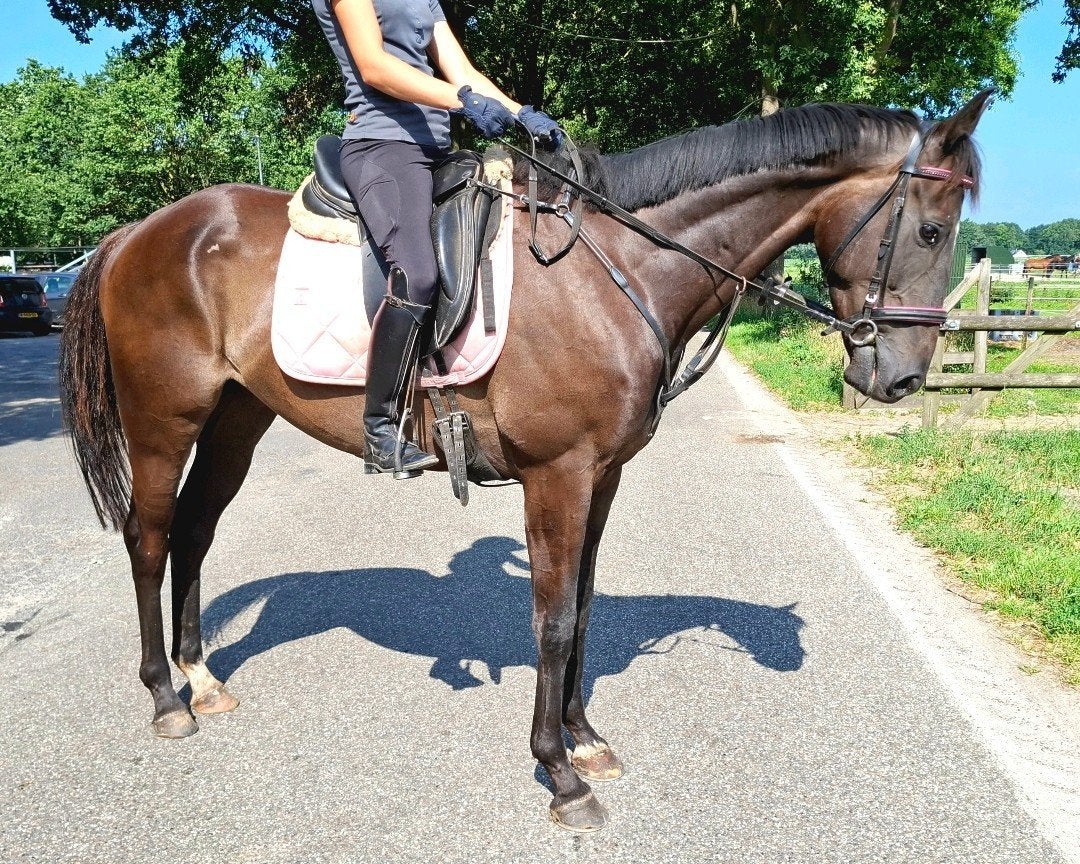 Brave 5 jr allrounder 1,67m( recr, manege, buitenritten), Dieren en Toebehoren, Paarden, Ruin, 7 tot 10 jaar, 160 tot 165 cm, Recreatiepaard