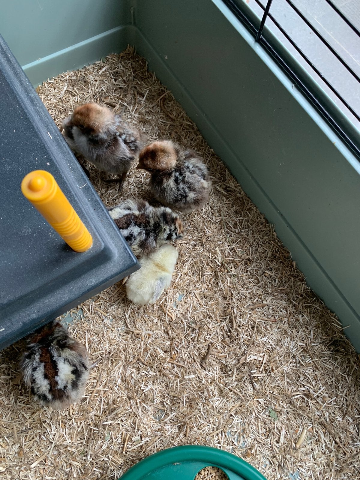 Kuikens poule de Bresse Gauloise zilverpel, Dieren en Toebehoren, Pluimvee, Geslacht onbekend, Kip